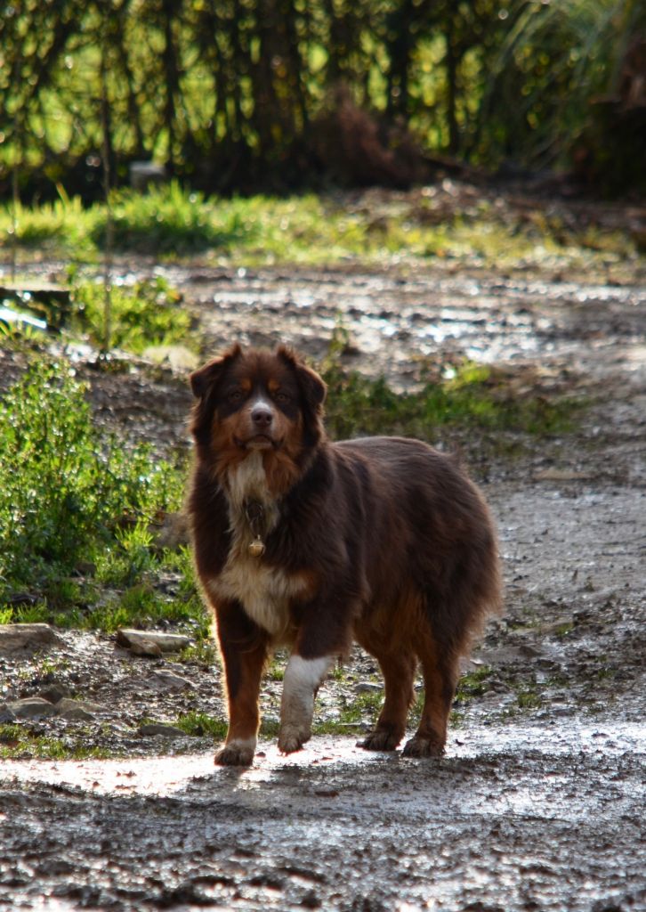 Nita owaci of Sunny Wood Farm