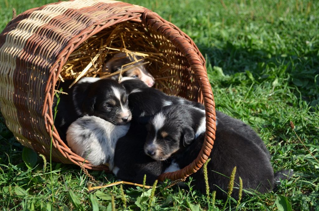 From Hopeful Farm - Berger Australien - Portée née le 16/08/2015