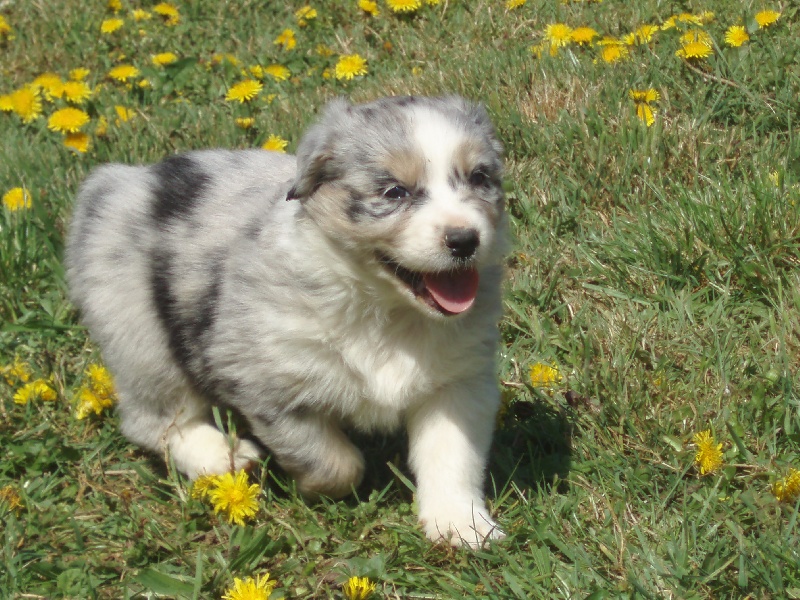 Nos chiots dans leur nouvelle vie
