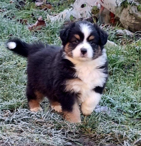 From Hopeful Farm - Chiots disponibles - Berger Australien