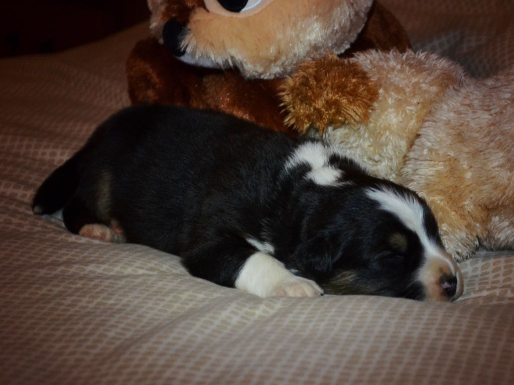 From Hopeful Farm - Chiots disponibles - Berger Australien