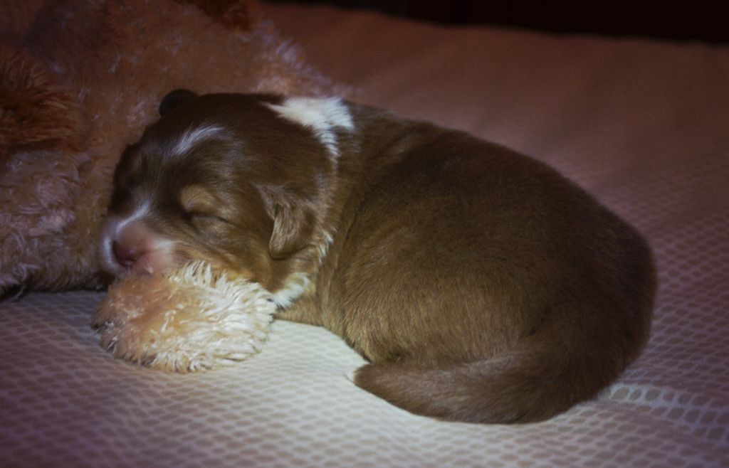 From Hopeful Farm - Chiots disponibles - Berger Australien