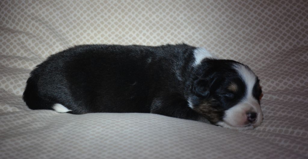 From Hopeful Farm - Chiots disponibles - Berger Australien