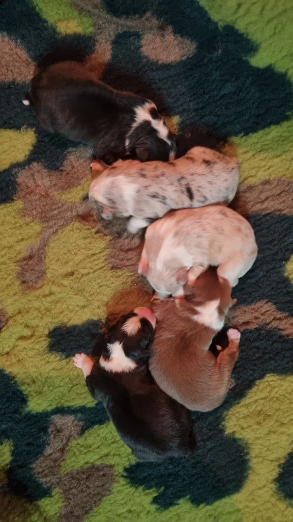 Chiot Berger Australien From Hopeful Farm