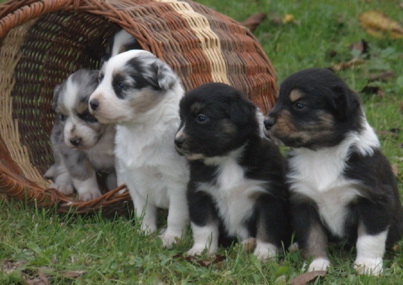 Chiot Berger Australien From Hopeful Farm